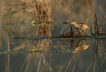 Little Bittern with reflection on water at Asker marsh, Bahrain