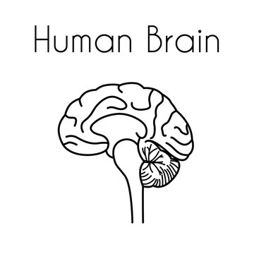 Human brain linear medical icon with text. Vector illustration of brain anatomy. Cross section image. Design template for medicine or therapy for headache, brain diseases or education