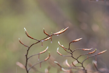 Flower buds and leaves of a beech tree after a rain in spring
