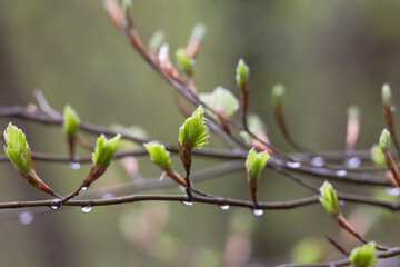 Flower buds and leaves of a beech tree after a rain in spring