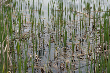 new reeds in still pond waters