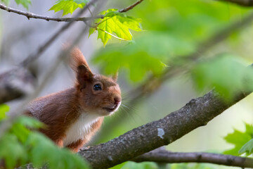 A squirrel sits between green leaves on a branch