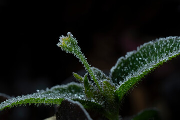Fototapeta na wymiar Killing Frost over on green leaf.