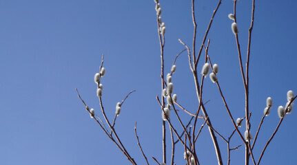 fluffy willow buds tree branches spring