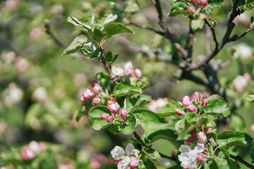 Blooming apple tree. Pink flowers of an apple tree.