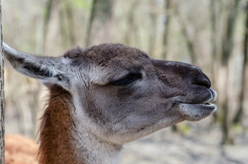 profile of a llama who closed her eyes in pleasure