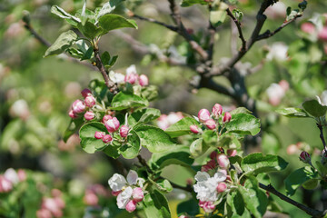 Blooming apple tree. Pink flowers of an apple tree.