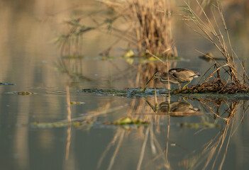 Little Bittern fishing at Asker marsh, Bahrain