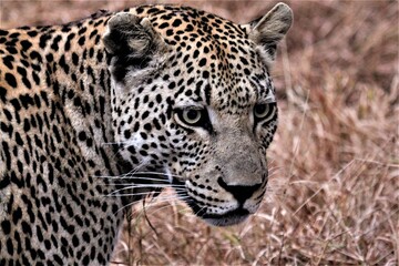 Leopard stare