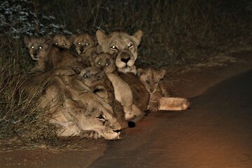 Sleepy lions and cubs