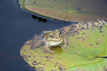 Frog in clear water
