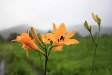 Obraz premium 7月の尾瀬の風景。雨の降る湿原。ニッコウキスゲ。