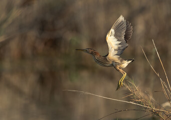 Little Bittern takeoff at Asker marsh, Bahrain