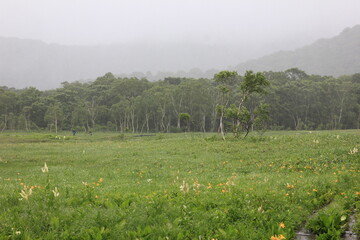 7月の尾瀬の風景。雨の降る湿原。