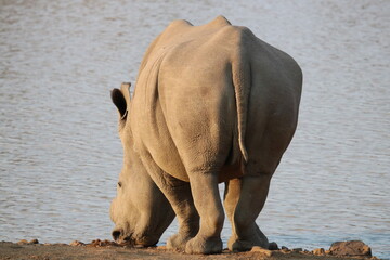 Dehorned rhino drinking water