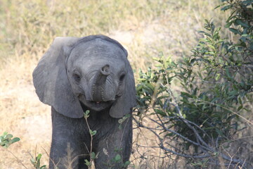 Baby elephant in the wild up close