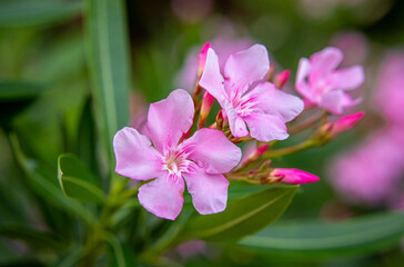 Close up view pink oleander or Nerium flower blossoming on tree. Beautiful colorful floral background.