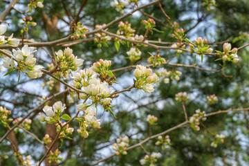 Blooming wild apple tree on a spring day. The forest apple tree is covered with white and pink flowers. Blooming branches are large. It's time for apple trees to bloom in the Urals (Russia)