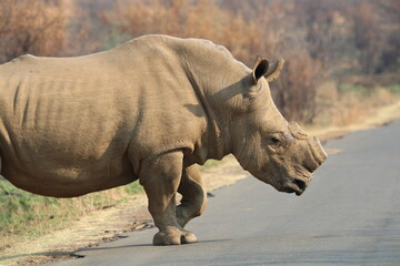 Dehorned rhino in the wild