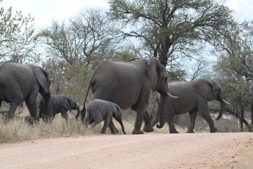 Elephant family in the Kruger Nasional Park