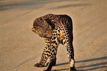Leopard in dirt road