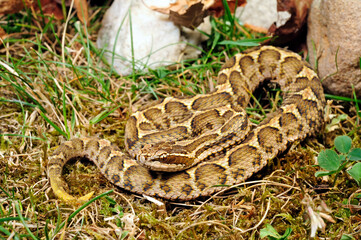 Short-tailed pit viper, short-tailed mamushi // Kurzschwanz-Mamushi (Gloydius brevicaudus)