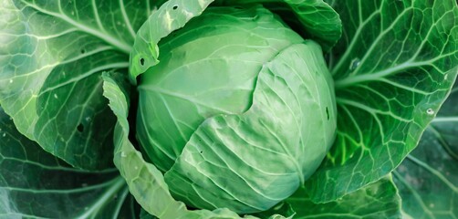 Green organic cabbage head close-up. Vegetables cabbage growing in the garden. Summer. autumn...