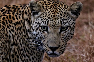 Close up of leopard
