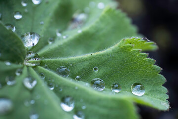 Water drops on the hairy leaf of  a Lady's Mantle or Alchemilla mollis. Narrow depth of field. Black background
