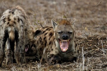 Laughing hyena in Kruger National Park - obrazy, fototapety, plakaty