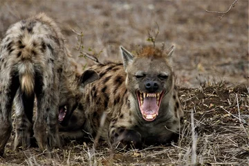 Fotobehang Hyena Lachende hyena in Kruger National Park