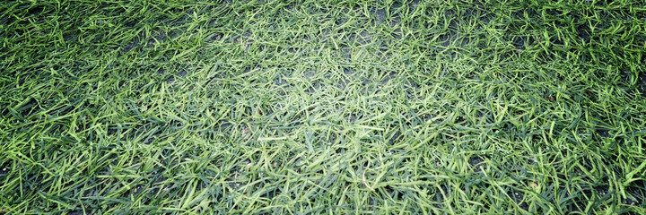 Green grass background in the middle of the field.