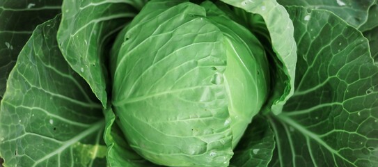 Fototapeta premium Green organic cabbage head close-up. Vegetables cabbage growing in the garden. Summer. autumn harvest, crop. Healthy food. Natural banner.