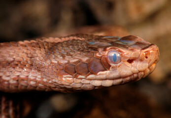 Karaganda-Otter, Halysotter (Gloydius caraganus) // Karaganda pitviper