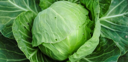 Obraz premium Green organic cabbage head close-up. Vegetables cabbage growing in the garden. Summer. autumn harvest, crop. Healthy food. Natural banner.