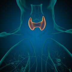Naklejka premium Thyroid Gland Anatomy For Medical Concept 3D