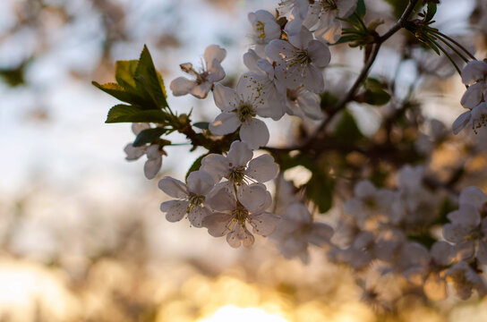 flowers on branches of a cherry tree during sunset