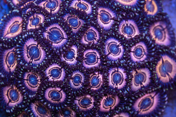 Beautiful coral in reef aquarium tank. Macro shot. Selective focus.