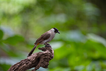 Sooty - headed Bulbul