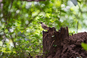 Sooty - headed Bulbul