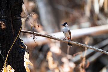 Sooty - headed Bulbul