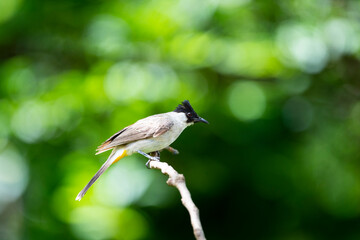 Sooty - headed Bulbul