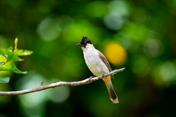 Sooty - headed Bulbul