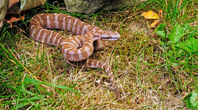Asiatische Grubenotter // Amur viper, rock mamushi (Gloydius intermedius)
