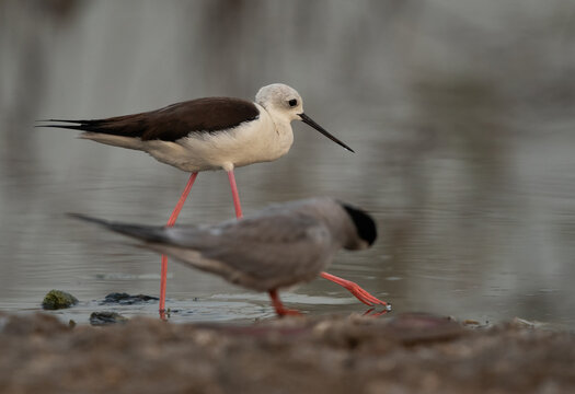 「Neoaves」の画像 1,144 件の Stock 写真、ベクターおよびビデオ Adobe Stock