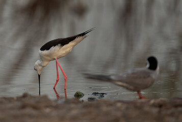 Black-winged Stilt feeding at Asker Marsh with a white-cheeked tern at the forground, Bahrain