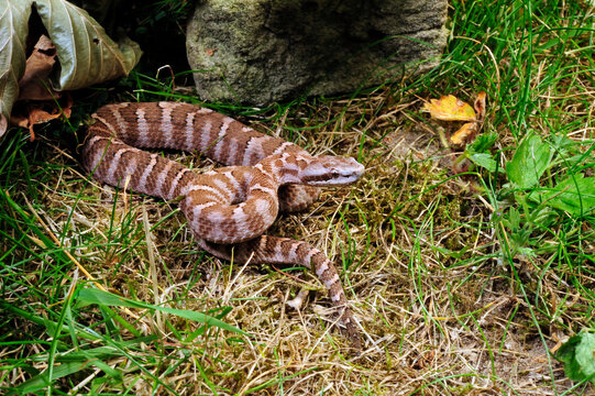 Amur viper, rock mamushi // Asiatische Grubenotter (Gloydius intermedius)