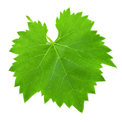 Green grape leaf on an isolated background. File contains clipping path.