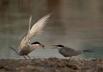 White-cheeked Ternwith offer for his mate at Asker marsh, Bahrain