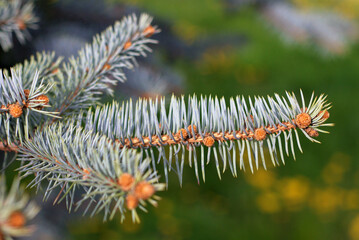 Selective focus shot of Abies Alba tree branch